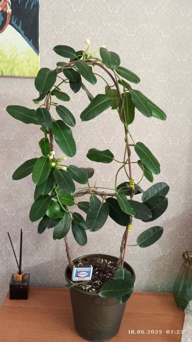 Стефанотис ( Мадагаскарский жасмин)