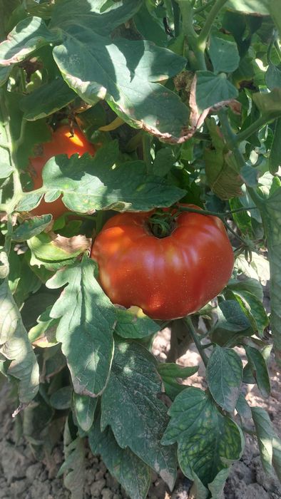 Rosii de gradina