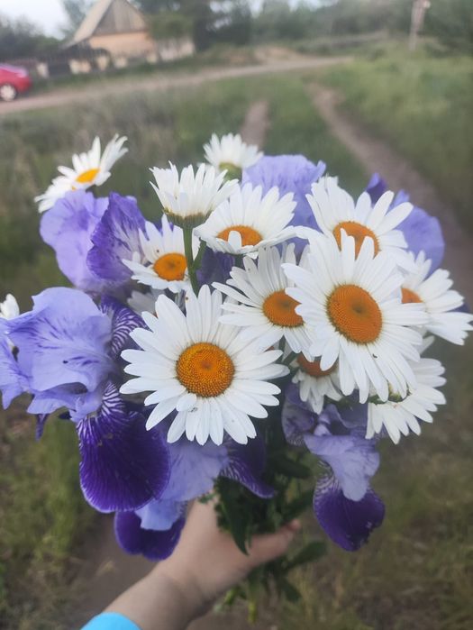 Ромашки букеты/цветы