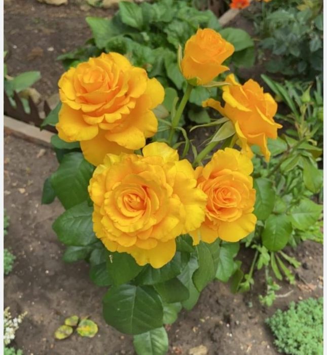 Комнатные цветы от 500 тн