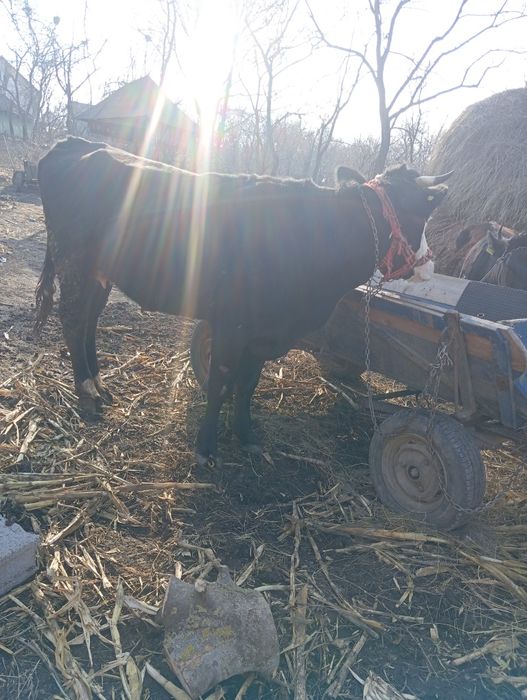 Vând vaca gestanta in 3 luni