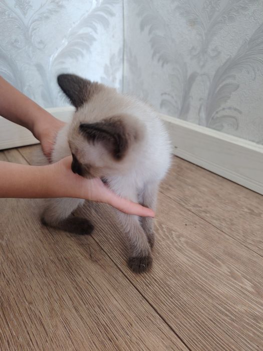 Котёнок маленький