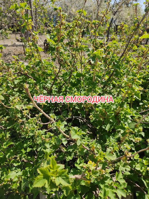 Продам дачу на Бобровке