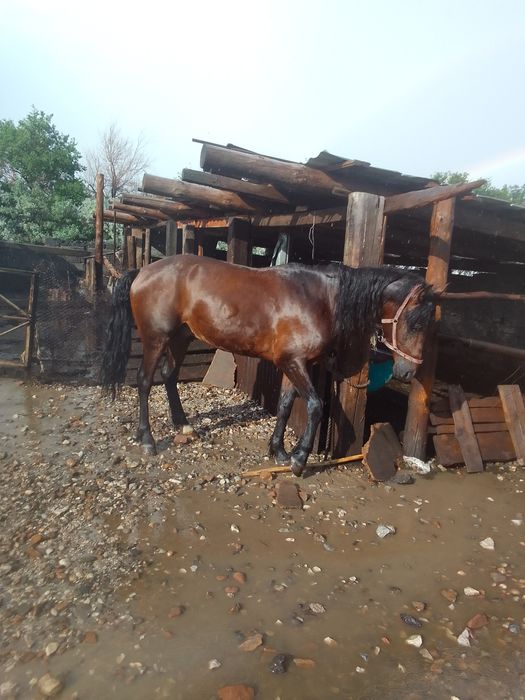 Жеребец, 5 лет..