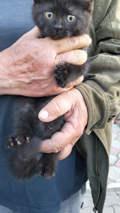 Отдам котенка мальчика мама британка