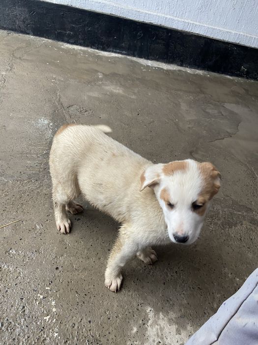 алабай кушик сатылады