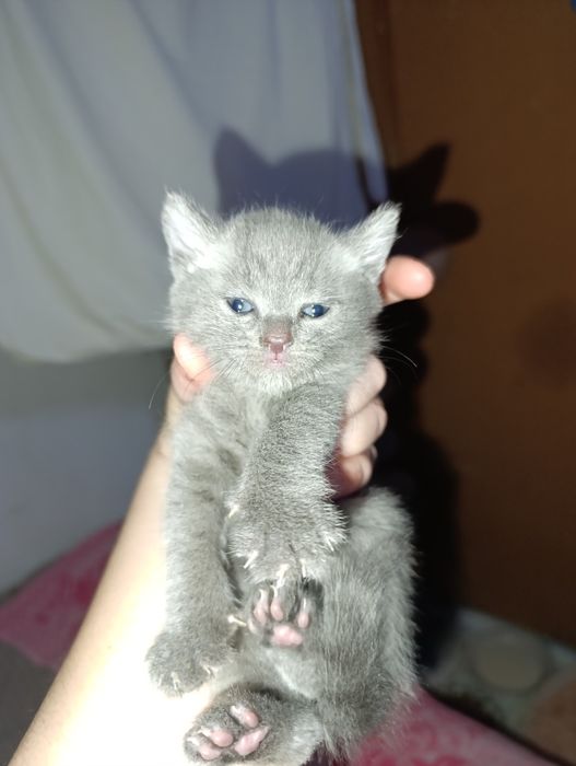 Продам шотландские вислоушки