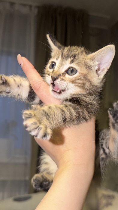Бенгальские котята бастарды