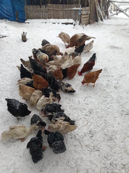 Găini , rațe și curci de vânzare