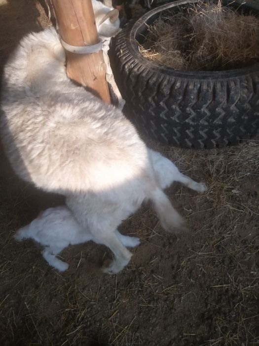 Сауынды ешки сауынды