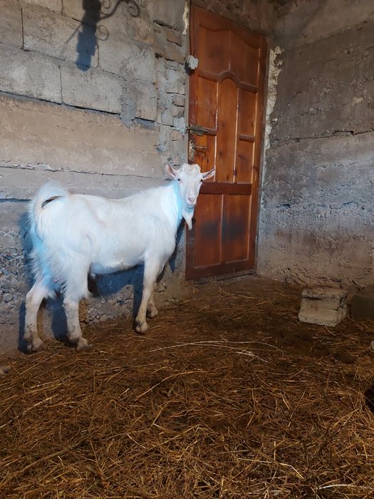 Козел,козы,козлики