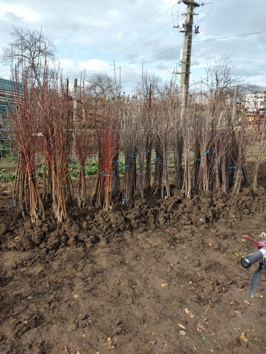 Pomi fructiferi de vânzare