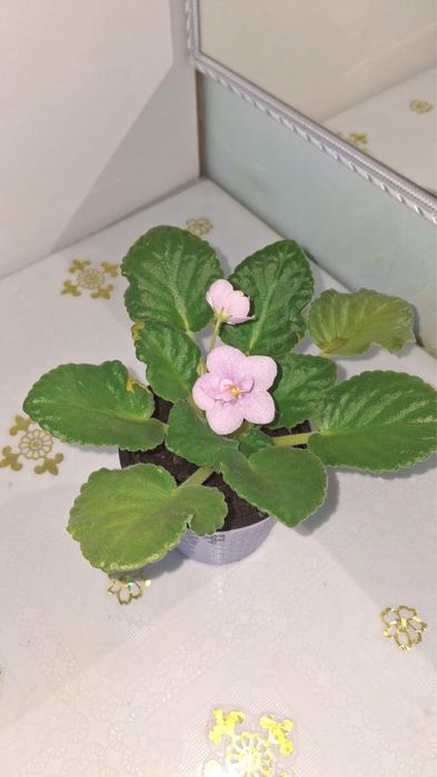 Фиалка цветущая в горшке