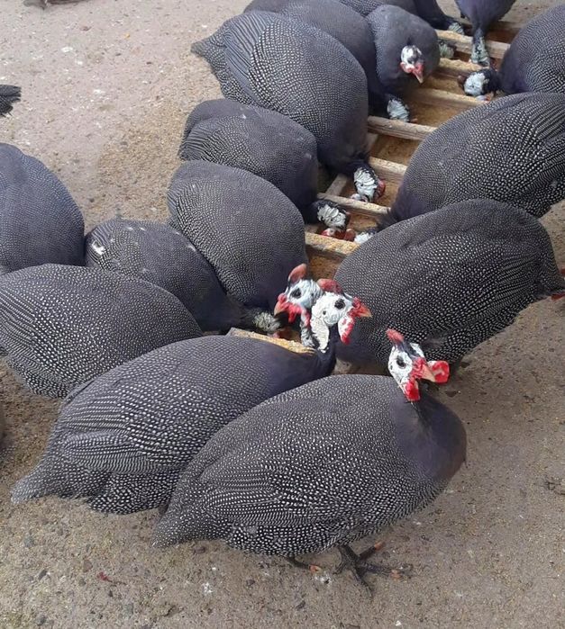 Bibilici crescute natural