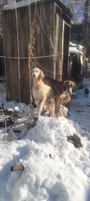 Продам тазы сучки