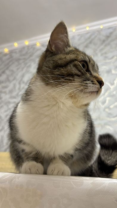 кошка    девочка