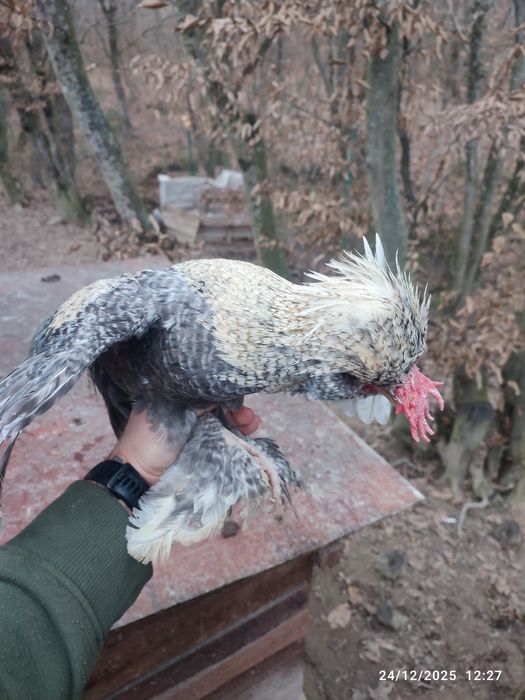 Vand Cocos struma bantman pitic