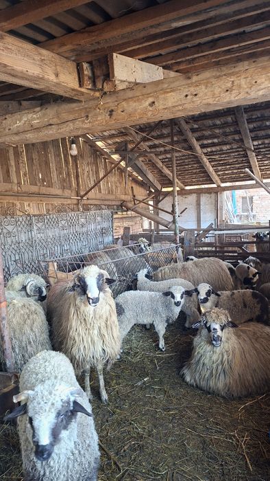 Vând 17 oi cu miei tinere