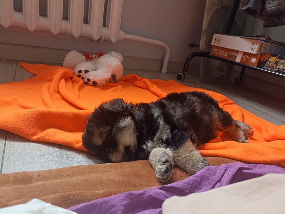 Отдам в шорошие руки