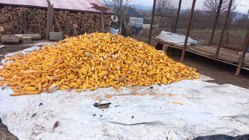 Vând porumb știuleți