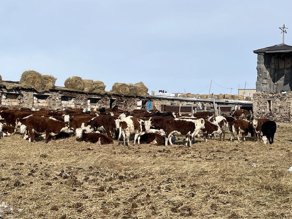 Действующие фермерское хозяства қыстақ