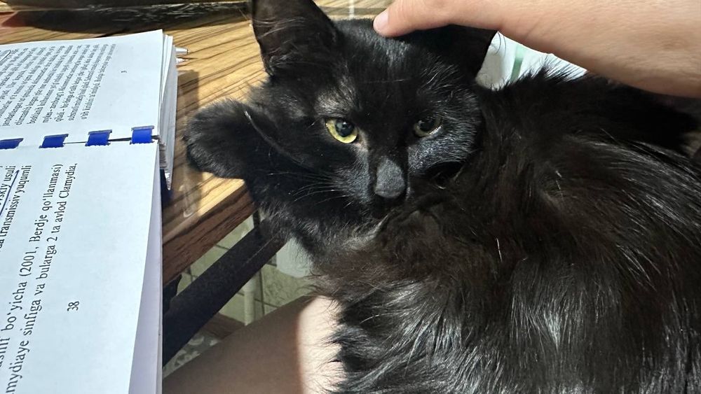 Черный кот. Домашний, питается кормом