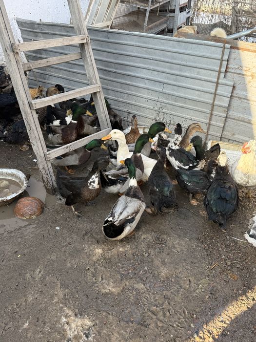 Куры индюки утки