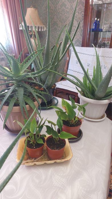 Рассада, алоэ, антуриум