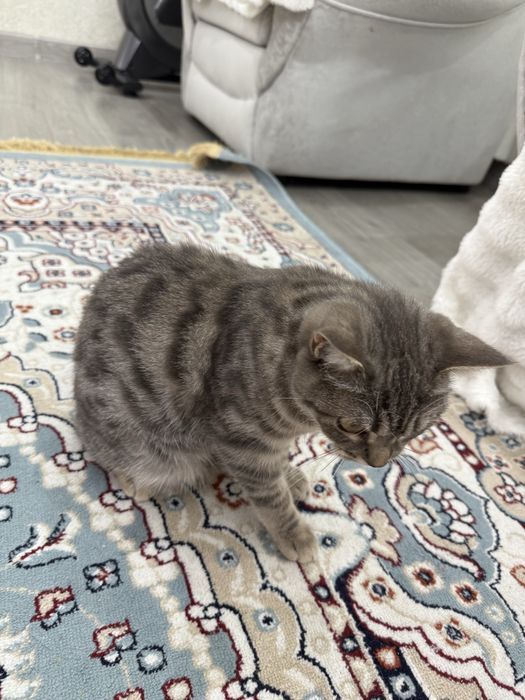 Котенок 1год и 2 месяца