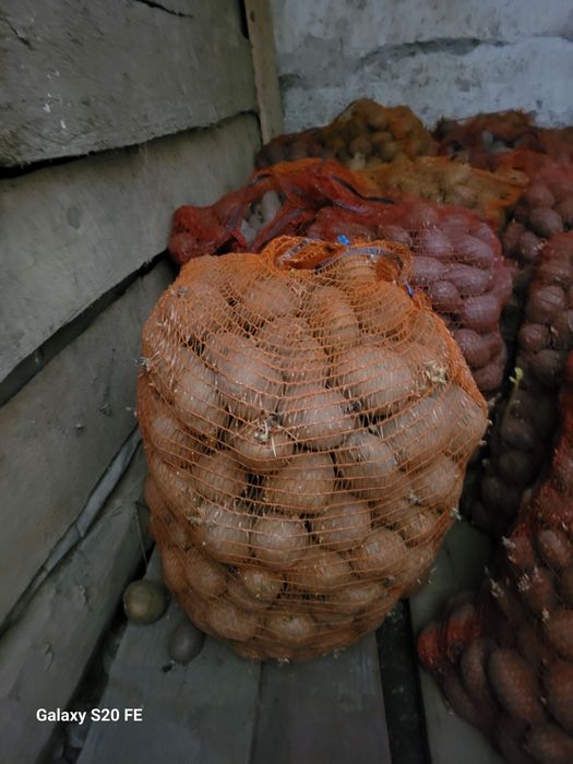 Vand cartofi de consum 8sămânță