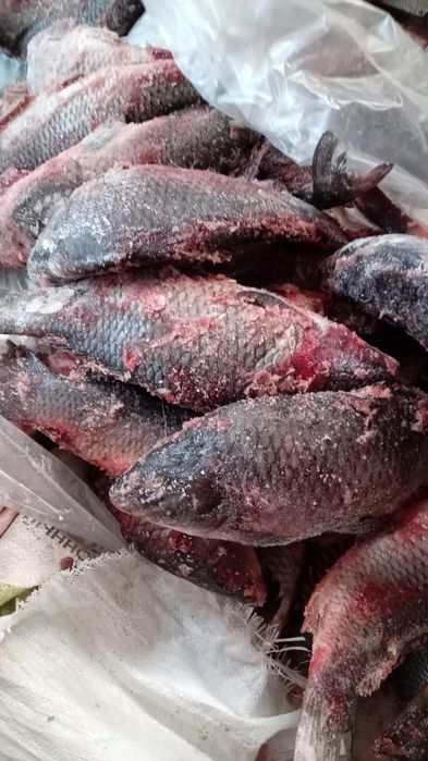 Рыба сазан,лещ-1200