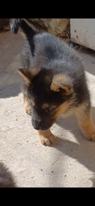 Продаётся щенки Немецкой Овчарки.