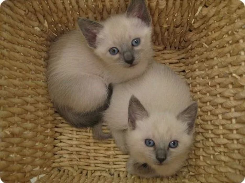 Котята сиамские мальчик и девочка 2 месяца