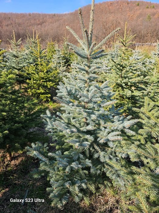 Brad argintiu cu balot de pamant