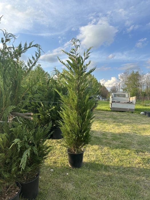 Leylandii chiparod Gard viu