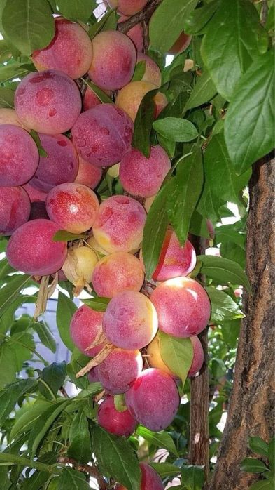 Pomi Fructiferi Certificați Anul 3 De Vegetație