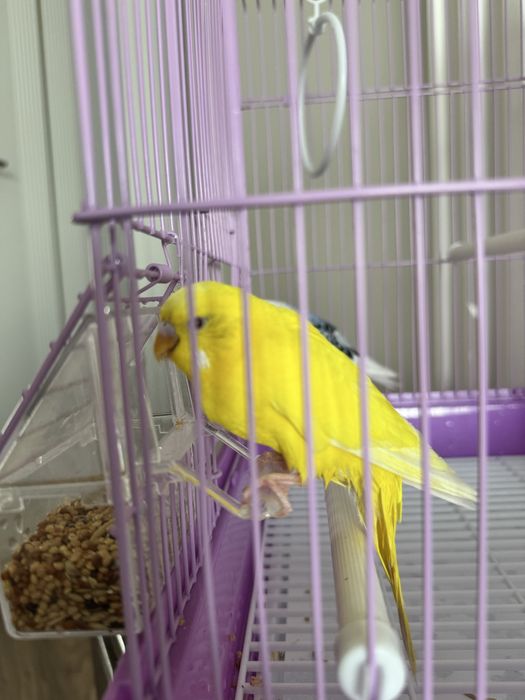 Волнистые попугаи