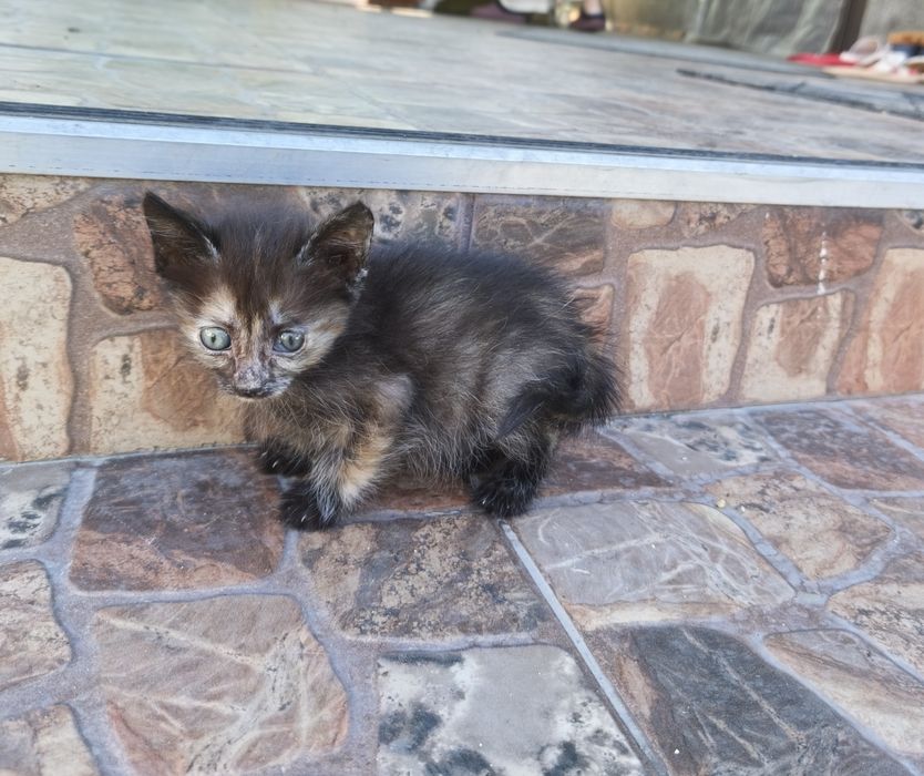 Отдам котят  в хорошие руки