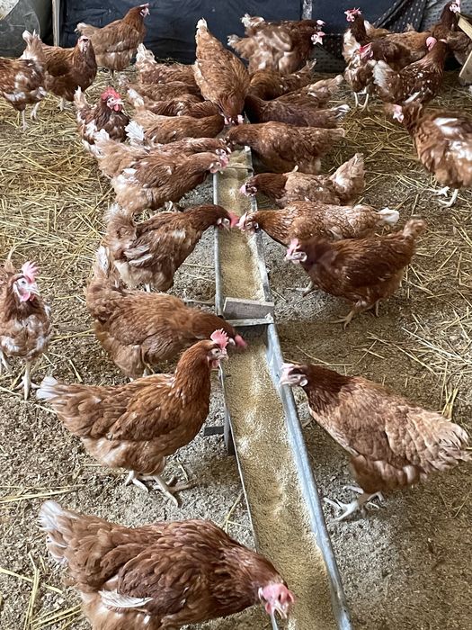 Gaini rosii ouatoare Isa Brown, Sinești !