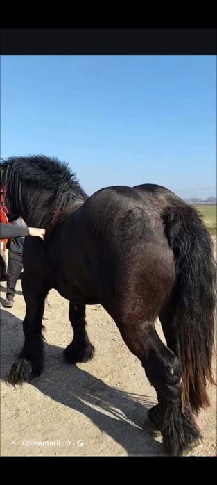 Manz ardenez mai multe detalii la telefon