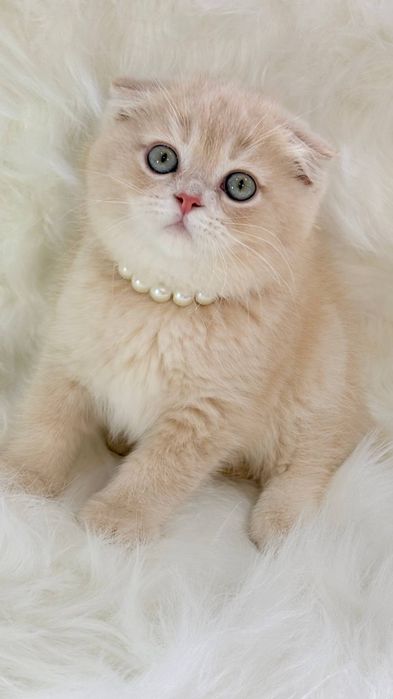Котята чистокровные