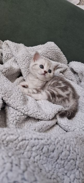 Британские котята