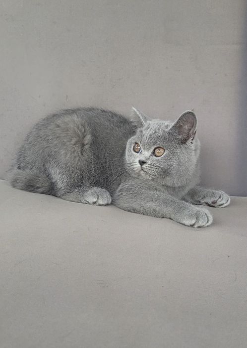 British shorthair blue