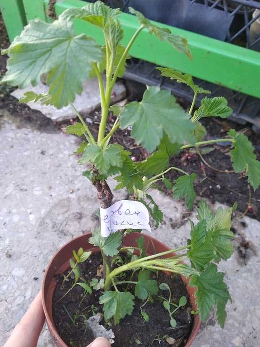 Касис - Френско грозде