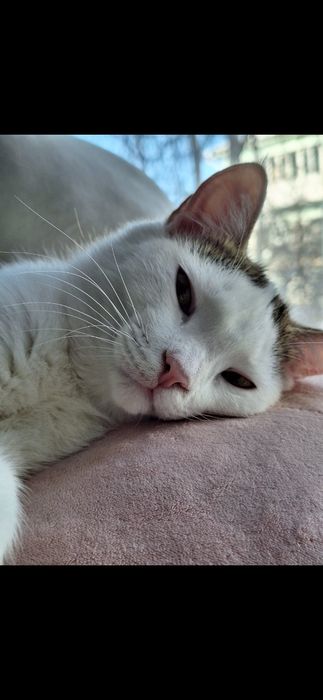 Котик бесплатно!