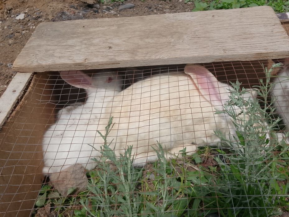 кролик крольчата