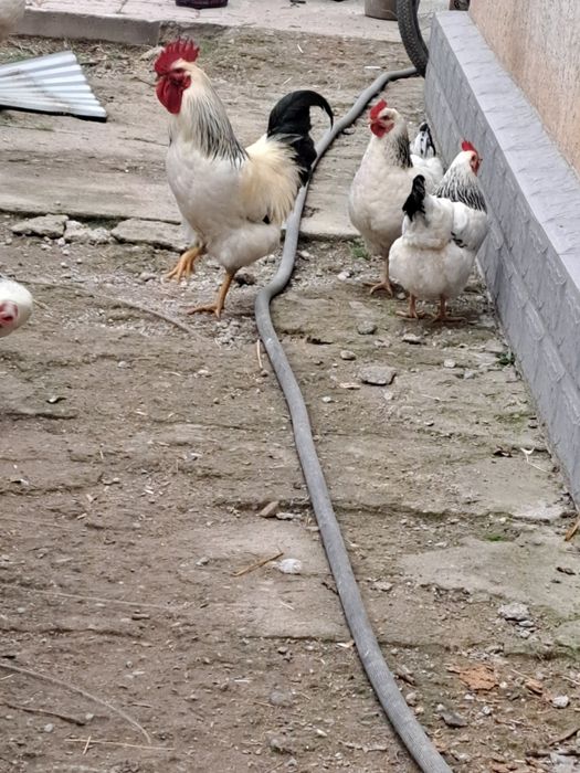 Цеплята Адлер серебристый