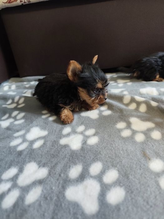 Йоркширски териер