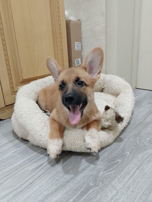 Продается девочка— метис корги × немецкой овчарки