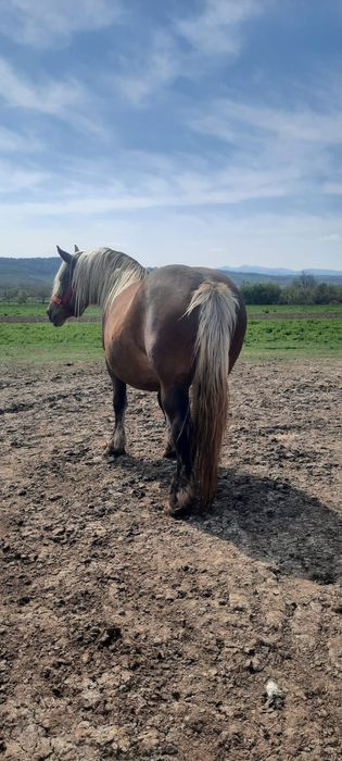 Vând iapă cu mânz și gestantă napoi